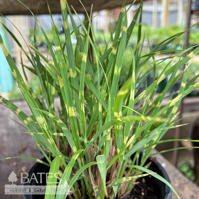 #1 Grass Miscanthus sine Gold Bar/ Variegated Maiden