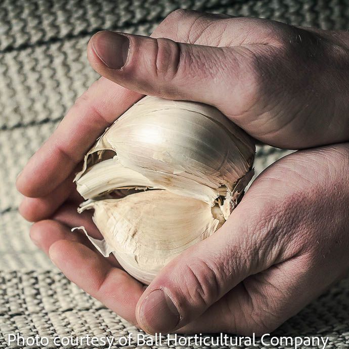 Bulb Garlic Elephant/ Allium 1/pk Fall