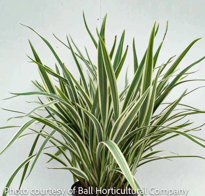 Tropical #1 Dianella tasmanica Variegata/ Flax Lily