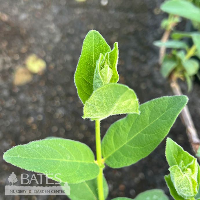Edible #2 Lonicera caerulea Blue Velvet/ Honeyberry