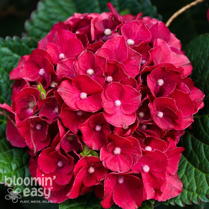 #2 Hydrangea mac BE Cherry Go Round/ Petite Red Bigleaf