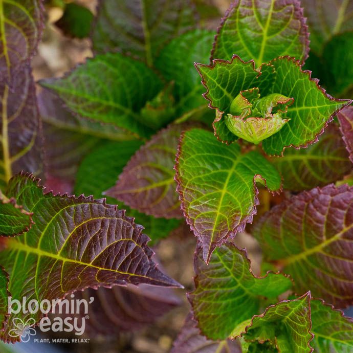 #2 Hydrangea mac BE Cherry Go Round/ Petite Red Bigleaf
