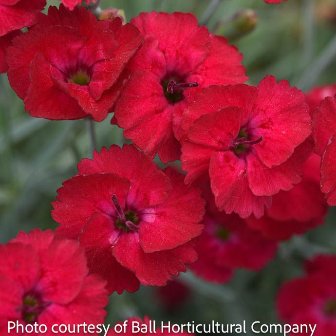 #1 Dianthus x Red Garnet