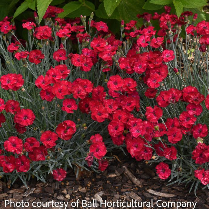 #1 Dianthus x Red Garnet