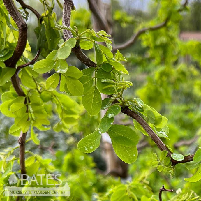 #15 Robinia pseud Twisty Baby (Lace Lady)/ Dwarf Black Locust Native (TN)