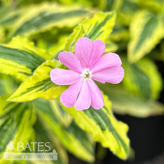 #1 Silene dioica Clifford Moor/ Variegated Pink Campion Catchfly
