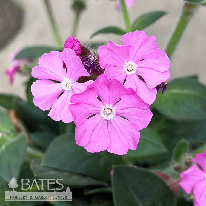 #1 Silene x robotii (Lychnis) Rollies Favorite/ Catchfly