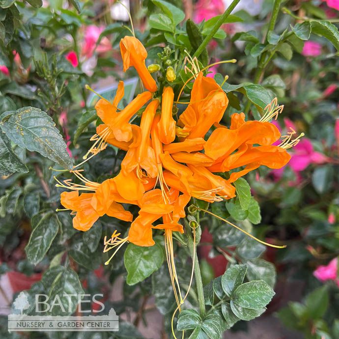 Tropical #3 Tecomaria capensis/ Yellow Cape Honeysuckle - No Warranty