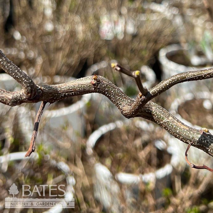 #15 Robinia pseud Twisty Baby (Lace Lady)/ Dwarf Black Locust Native (TN)
