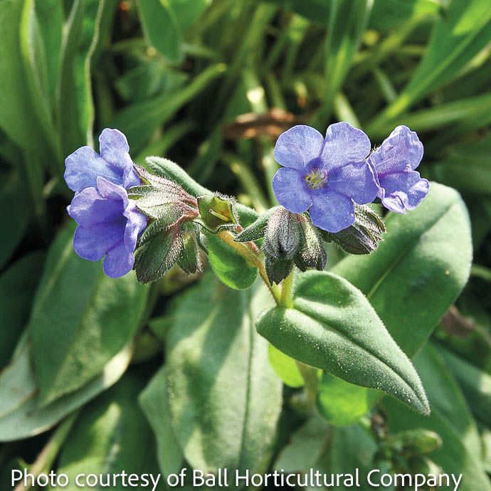 #1 Pulmonaria Blue Ensign/ Lungwort