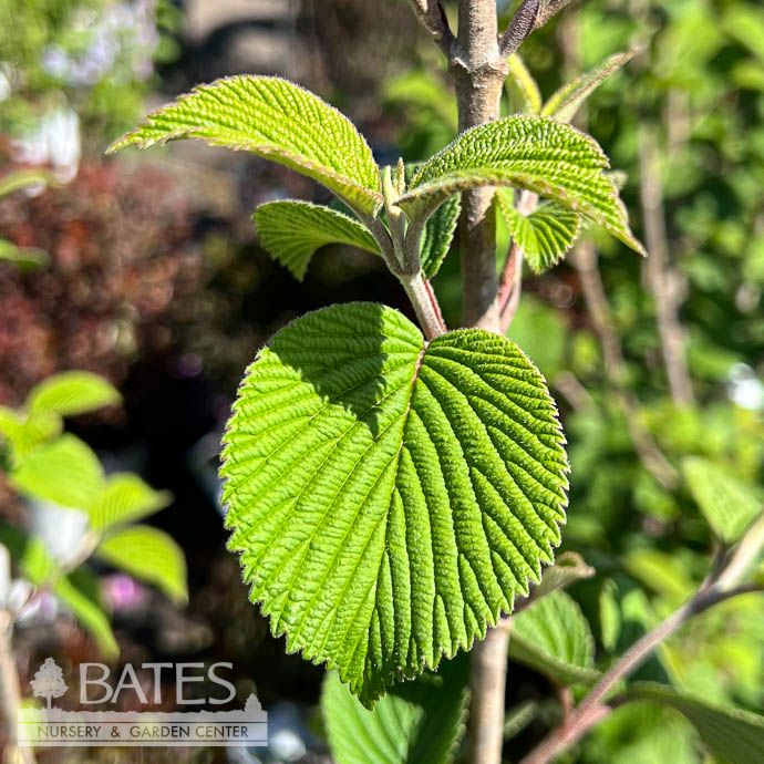 #3 Viburnum plic tom Lime Martini/ Doublefile