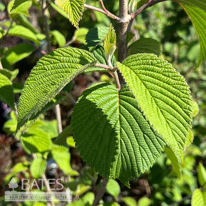 #3 Viburnum plic tom Lime Martini/ Doublefile