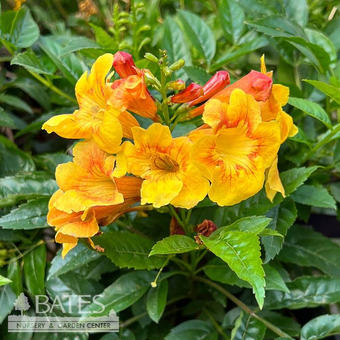 Tropical #1 Tecoma stans Sparklette/ Yellow, Orange Esperanza