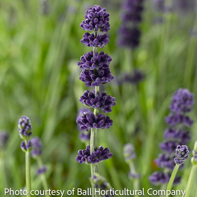 #1 Lavandula  ang Aromatico Blue Improved/ Lavender - No Warranty