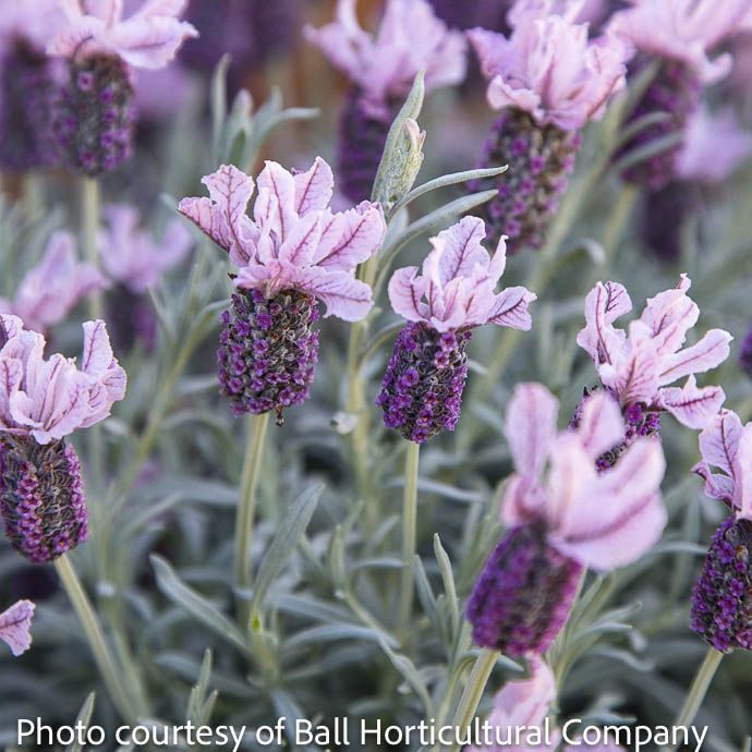 #1 Lavandula sto sub pend Ghostly Princess/ Spanish Lavender - No Warranty