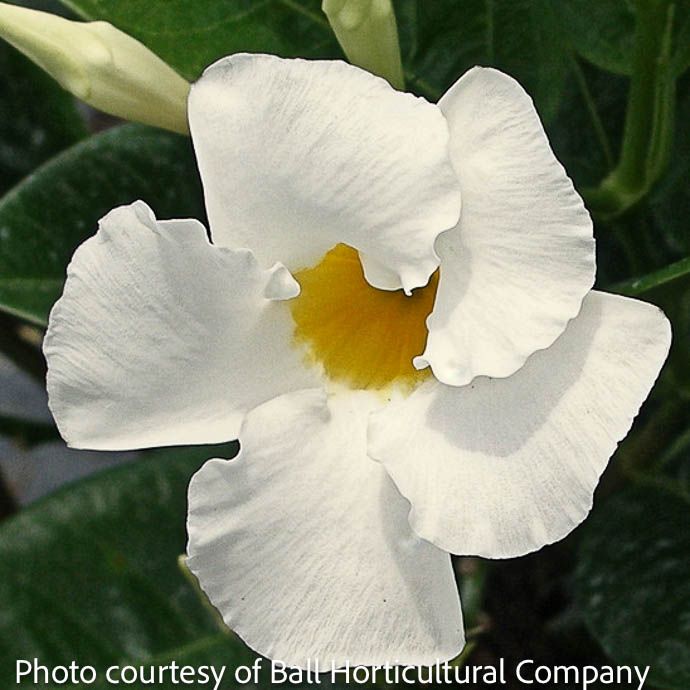 Tropical 6p Mandevilla Bride&#39;s Cascade/ White - No Warranty