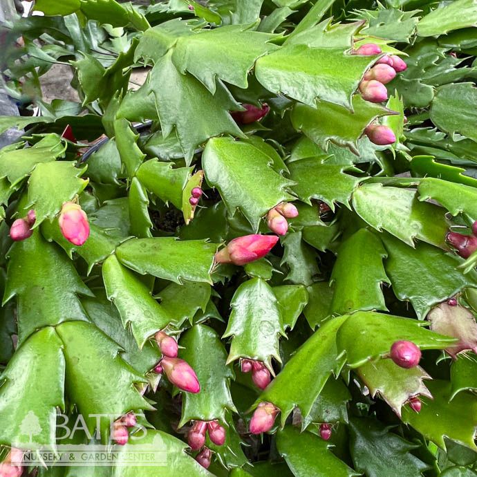 4p! Christmas Cactus /Tropical