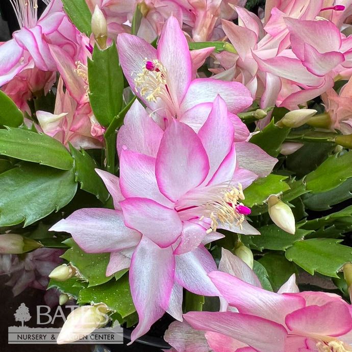 6p! Christmas Cactus /Tropical