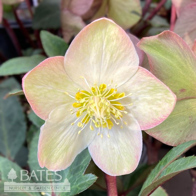 #1 Helleborus HGC Mahogany Snow/ Lenten Rose