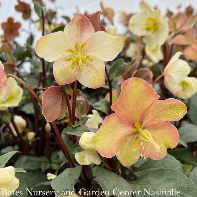 #1 Helleborus HGC Mahogany Snow/ Lenten Rose