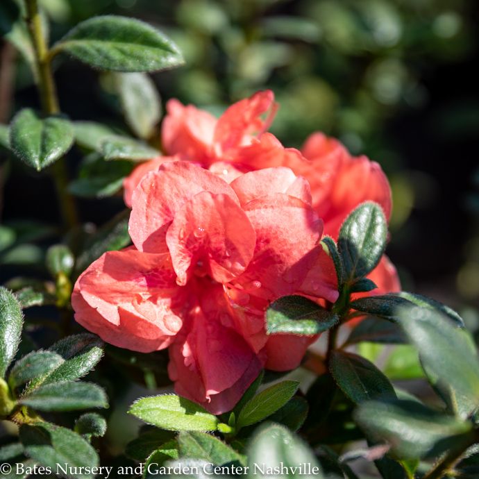 #3 Azalea x Encore Autumn Monarch/ Repeat Orange-pink