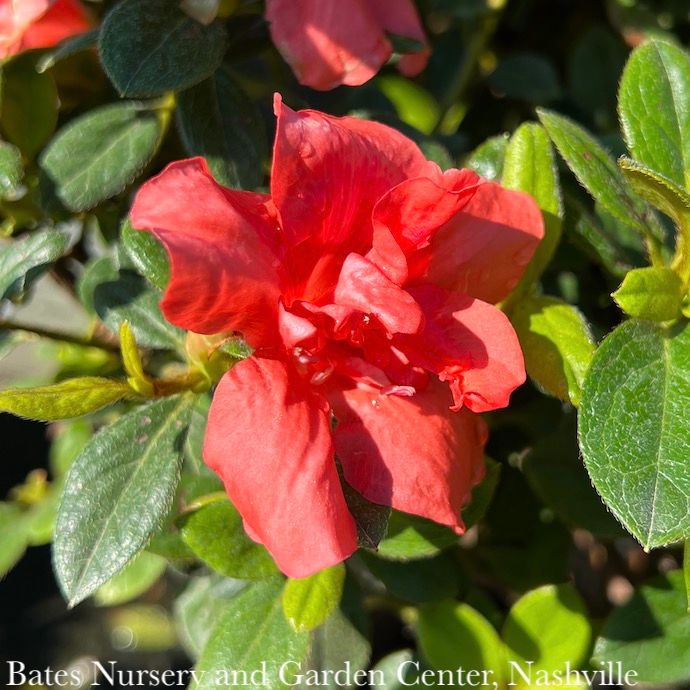 #3 Azalea x Encore Autumn Monarch/ Repeat Orange-pink
