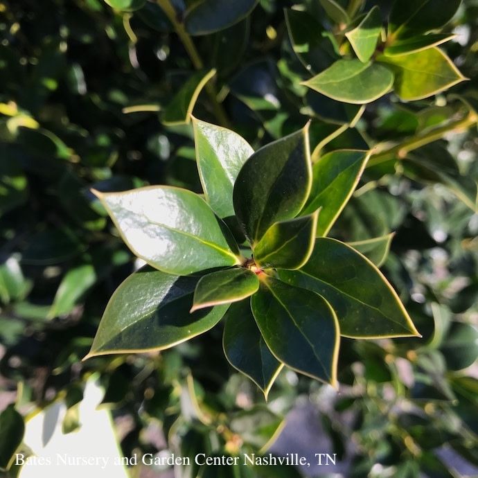 #10 Ilex corn Needlepoint/ Chinese Holly (self-fertile)