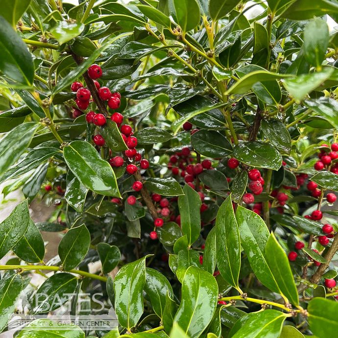 #10 Ilex corn Needlepoint/ Chinese Holly (self-fertile)
