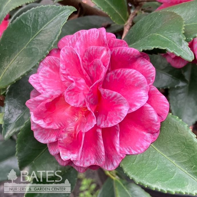#3 Camellia sas Purple Haze - No Warranty