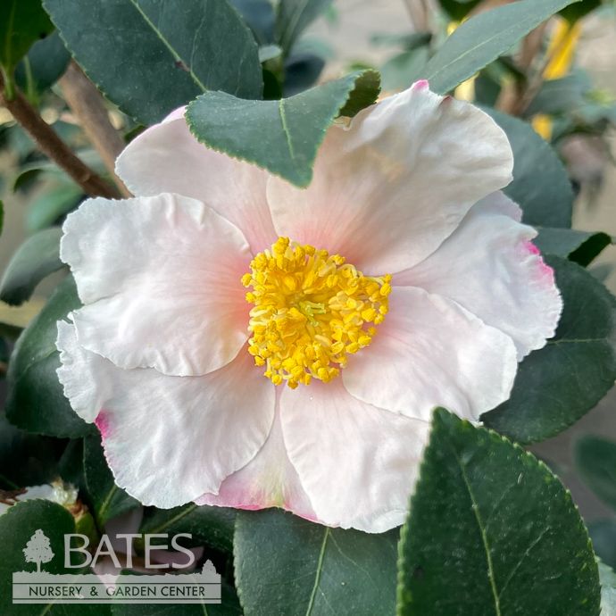 #3 Camellia x Long Island White/ Single - No Warranty