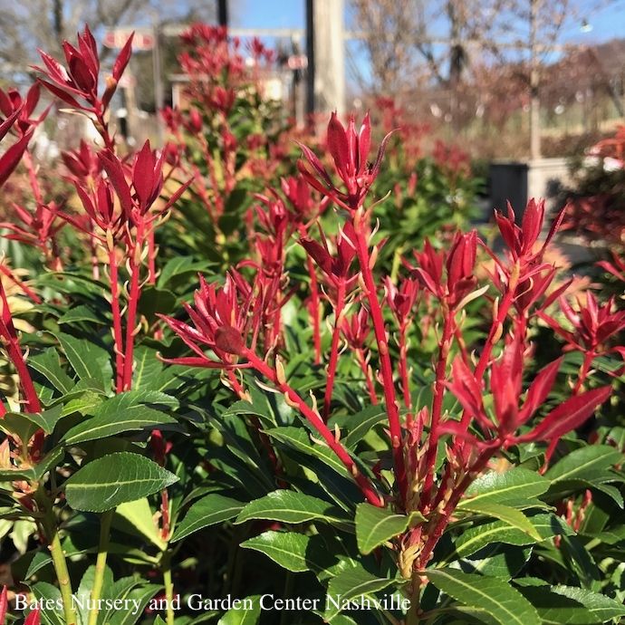 #3 Pieris japonica Mountain Fire/ White