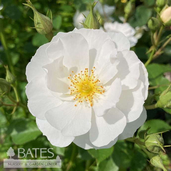 #2 Rosa Nitty Gritty &#39;White&#39;/ Groundcover Rose - No Warranty