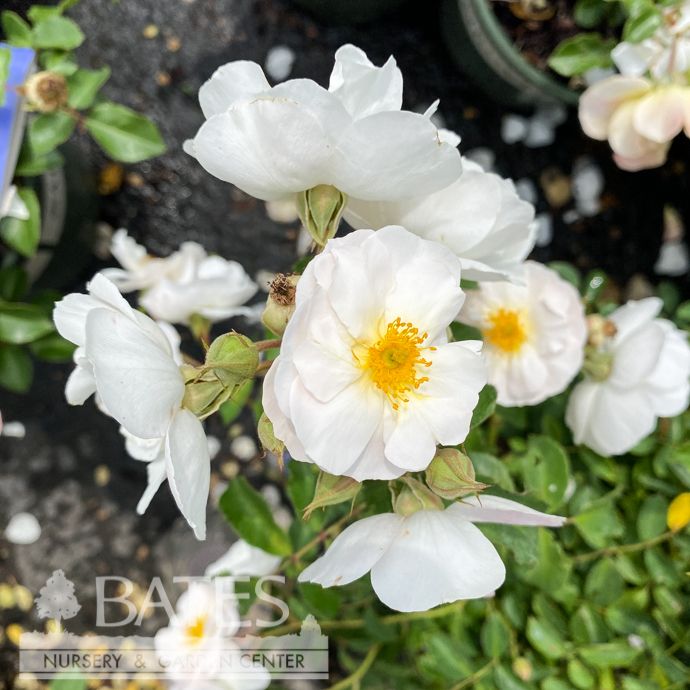 #2 Rosa Nitty Gritty &#39;White&#39;/ Groundcover Rose - No Warranty
