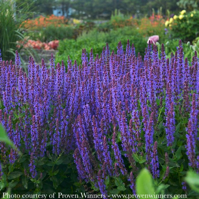#1 Salvia nem PW Color Spires &#39;Violet Riot&#39;/ Sage