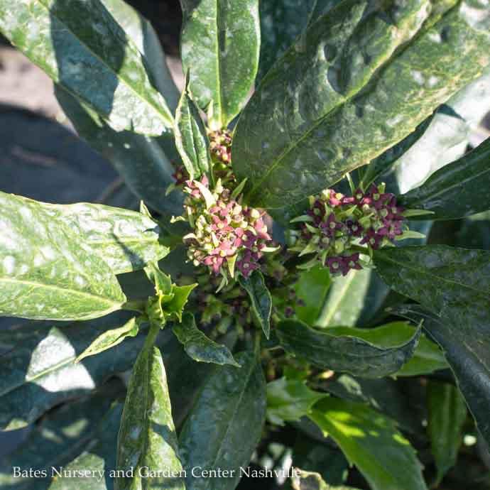 #3 Aucuba japonica Variegata Nana/ Dwarf (Female)