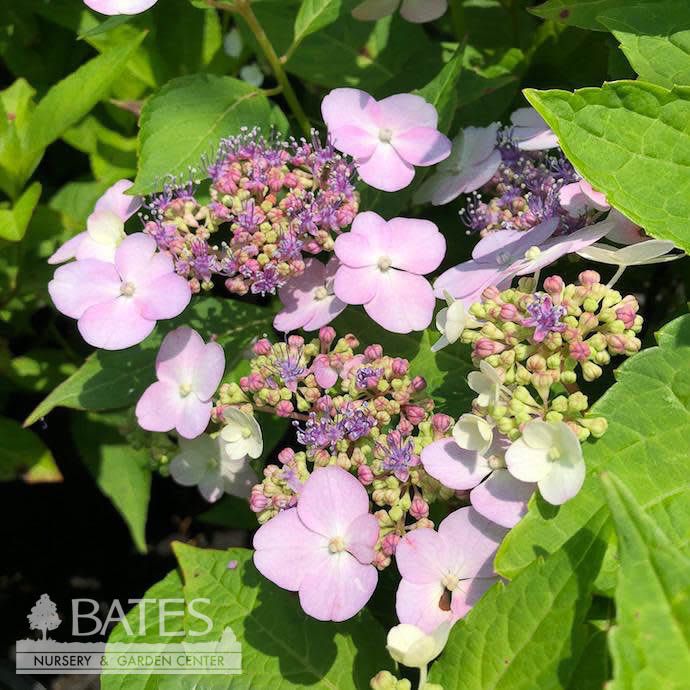 #1 Hydrangea serr Bluebird/ Mountain/ Lacecap Blue to Pink
