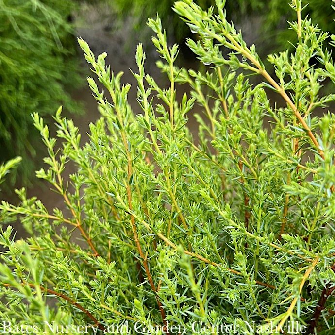 #5 Juniperus com Gold Cone/ Upright Juniper