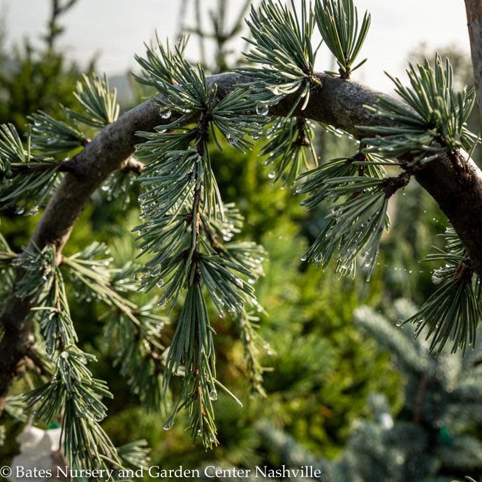 Topiary Serpentine #5 Cedrus atl Glauca Pendula/ Weeping Blue Atlas Cedar