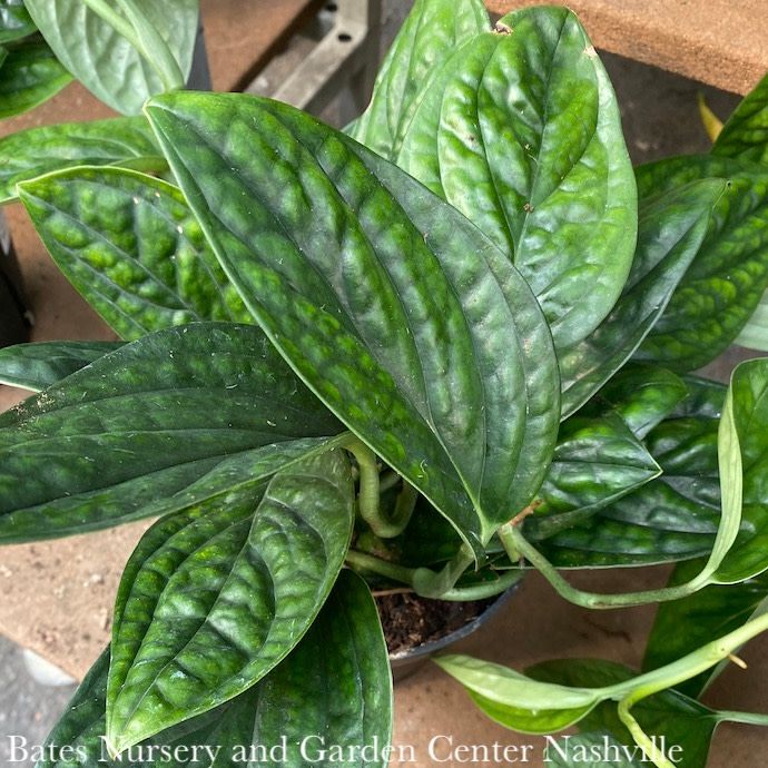 4p! Philodendron Peru /Tropical