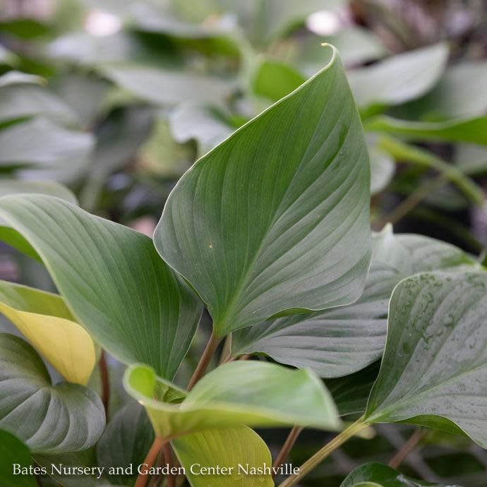 4p! Homalomena / Emerald Gem / Tropical