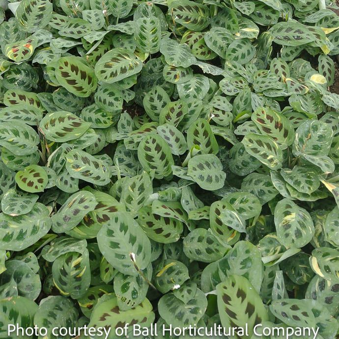 4p! Maranta Beauty Kim Variegated / Prayer Plant /Tropical