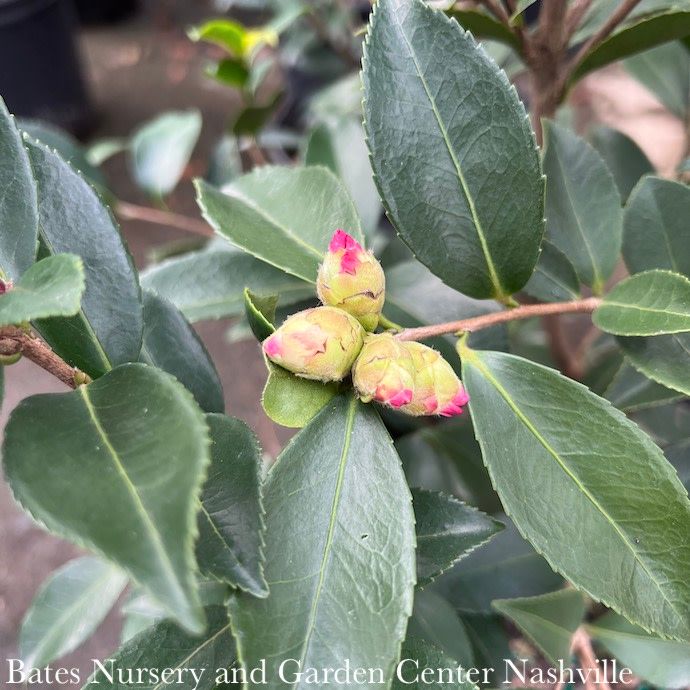 #2 Camellia x Winter's Snowman/ White - No Warranty