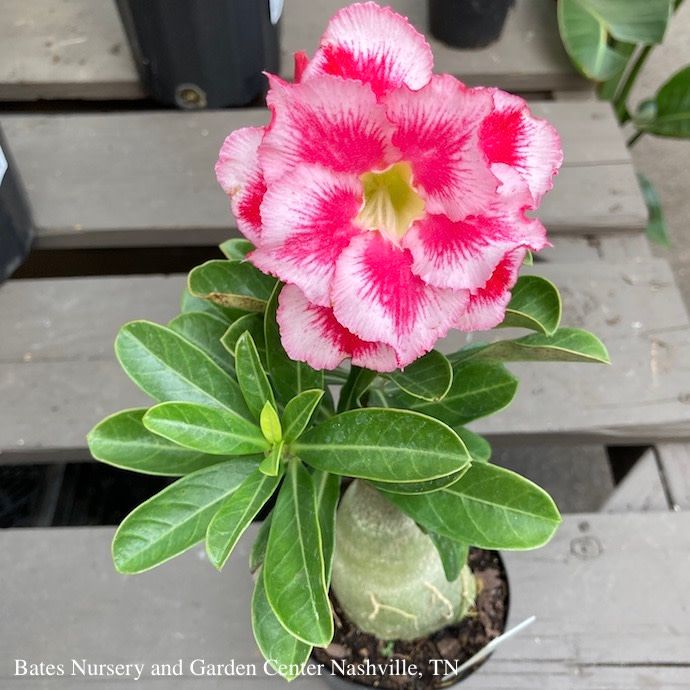 6p! Adenium / Desert Rose / Succulent / Tropical