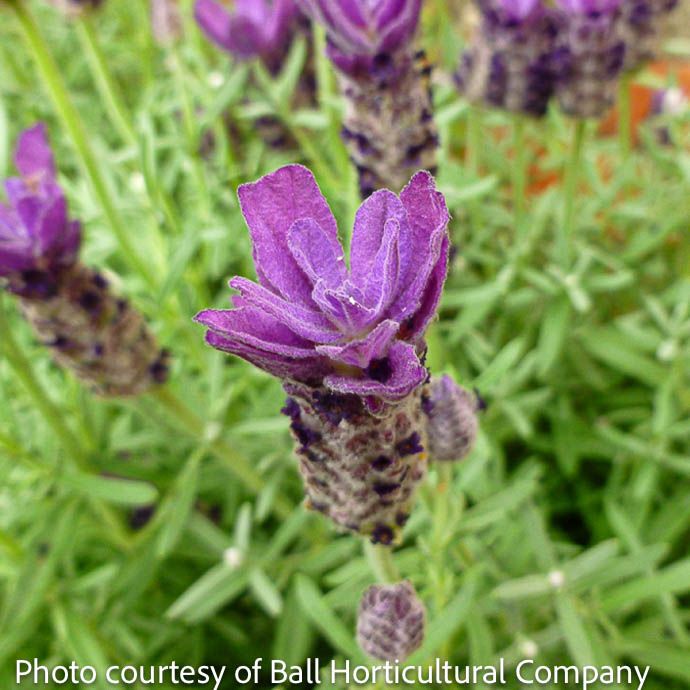8P Lavandula Double Anouk/ Spanish Lavender- No Warranty