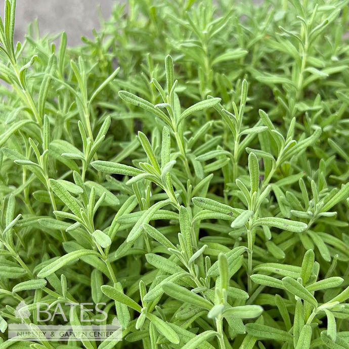 8P Lavandula Double Anouk/ Spanish Lavender- No Warranty