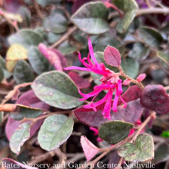 #3 Loropetalum chin FE Crimson Fire/ Fringeflower - No Warranty