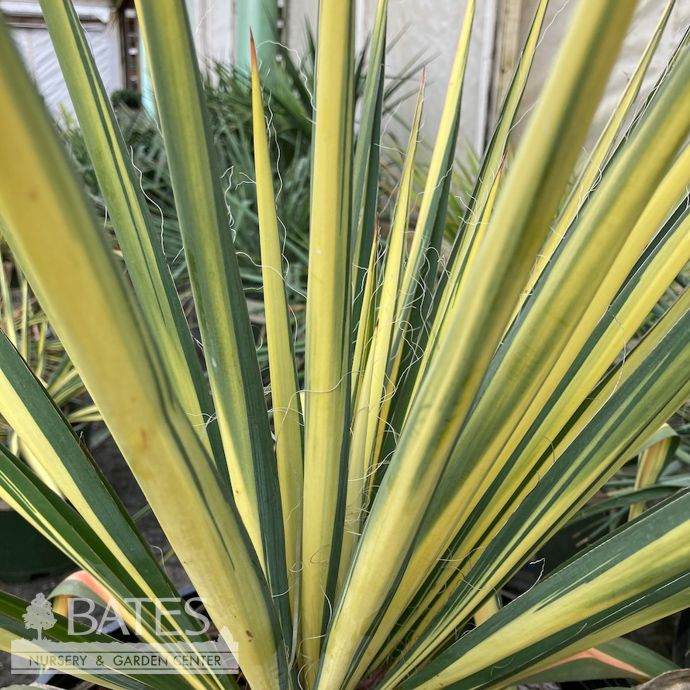 #3 Yucca fil Color Guard/ Variegated Yellow Native (TN)