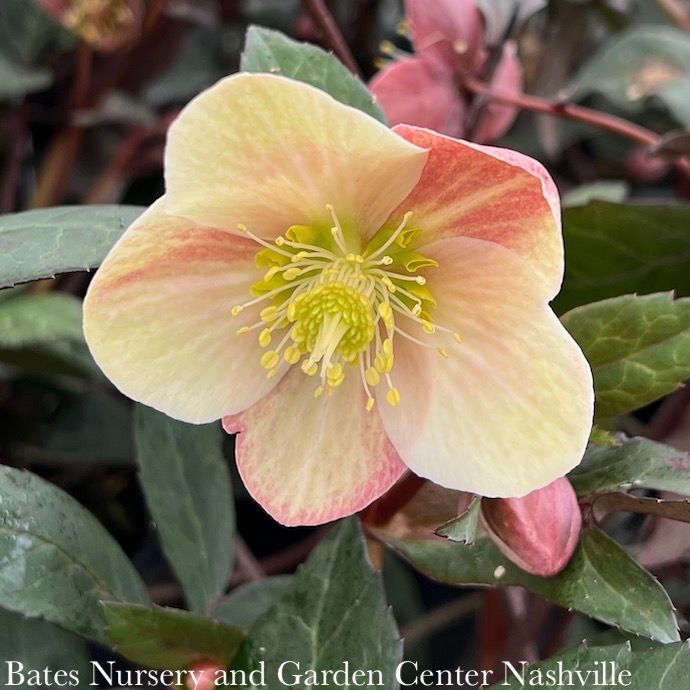 #1 Helleborus HGC Merlin/ Pink Lenten Rose
