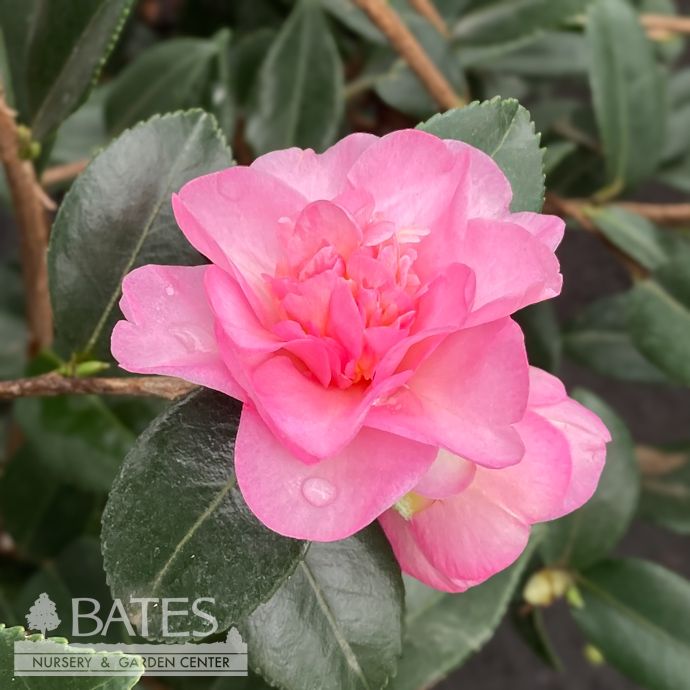 #3 Camellia x Winter&#39;s Interlude / Pink - No Warranty