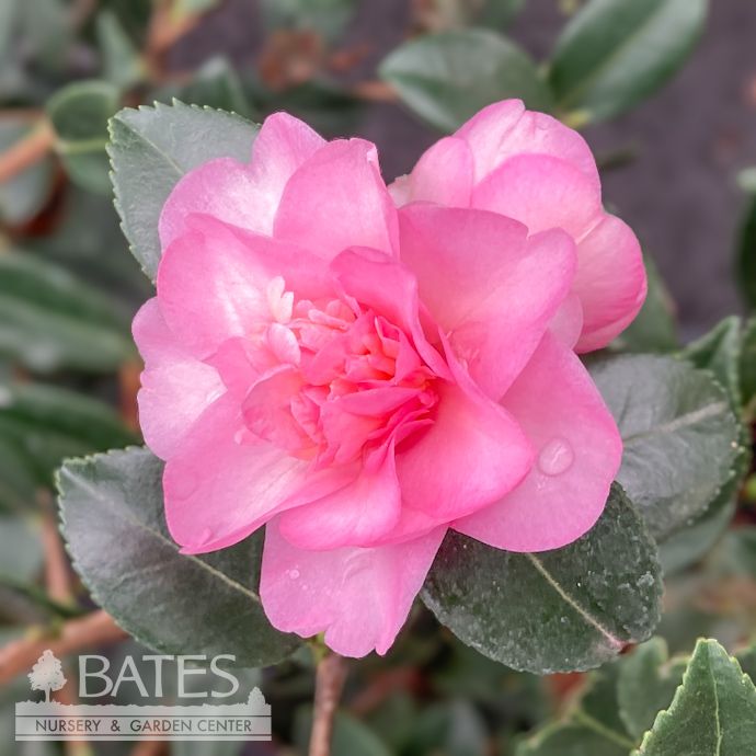 #3 Camellia x Winter&#39;s Interlude / Pink - No Warranty